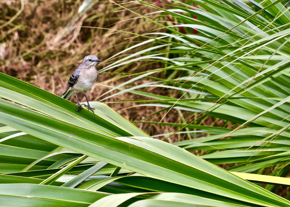Bird savannah united states