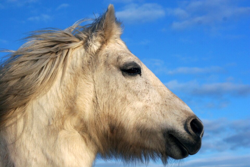 Highland pony mold winter coat