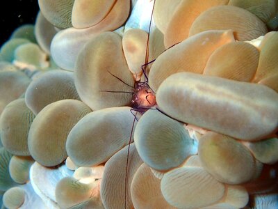 Coral soft coral bubble coral ocean