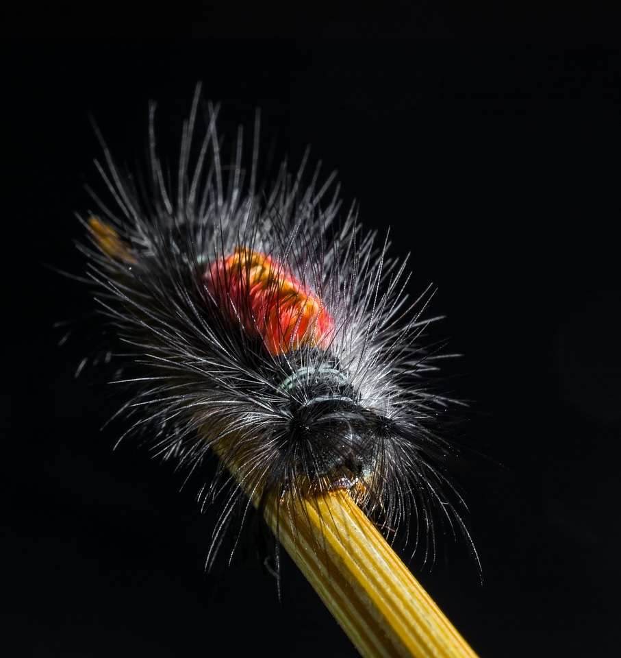 Hairy prickly close up