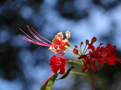 Brazil nature red flowers