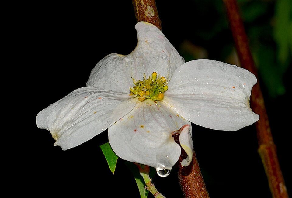Nature spring plant