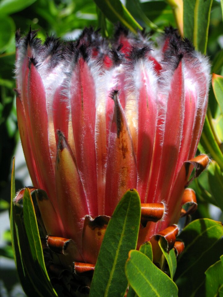 Plant native flower