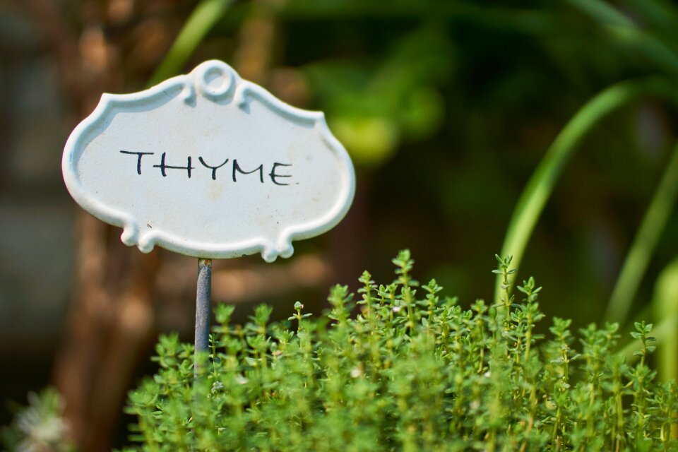 Culinary herbs plant herb
