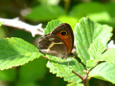 Pyronia bathseba blackberry cintada saltabardisses