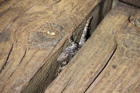 Reptile animal wildlife