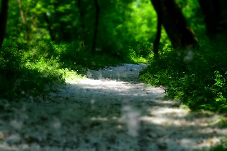 White green forest