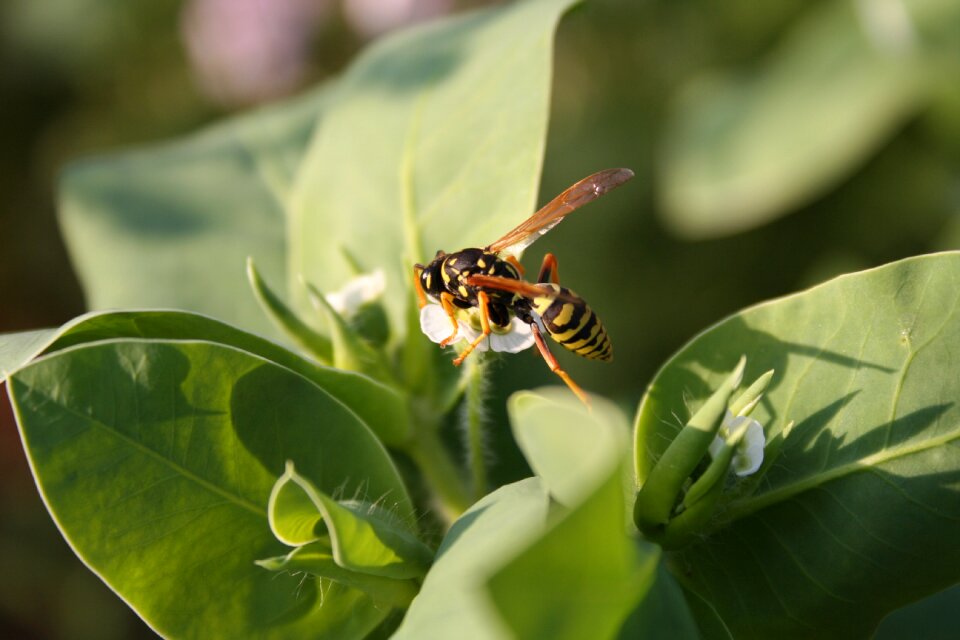 Insect nature small wasp