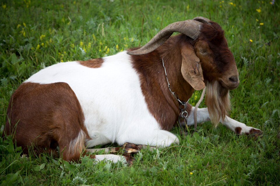 Animal cow prairie