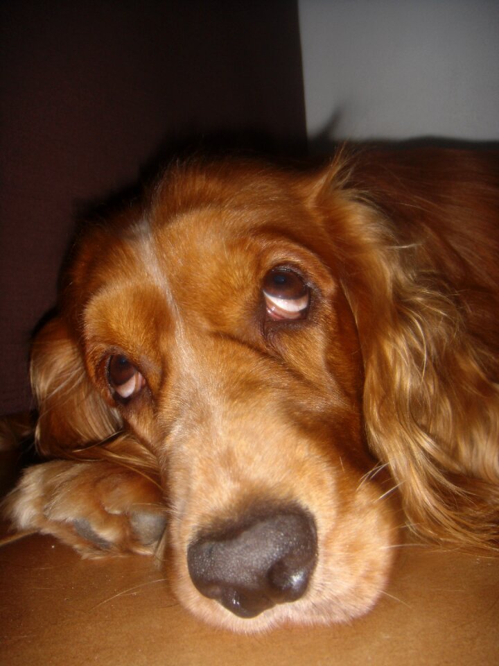 Pet spaniel animal