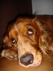 Pet spaniel animal photo