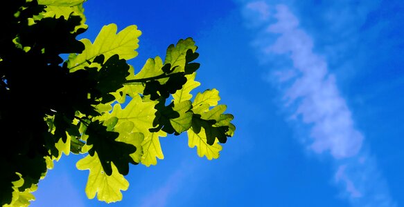 Buckeye leaves bloom photo