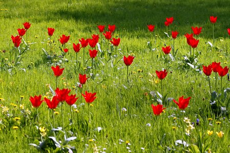 Tulips colorful green