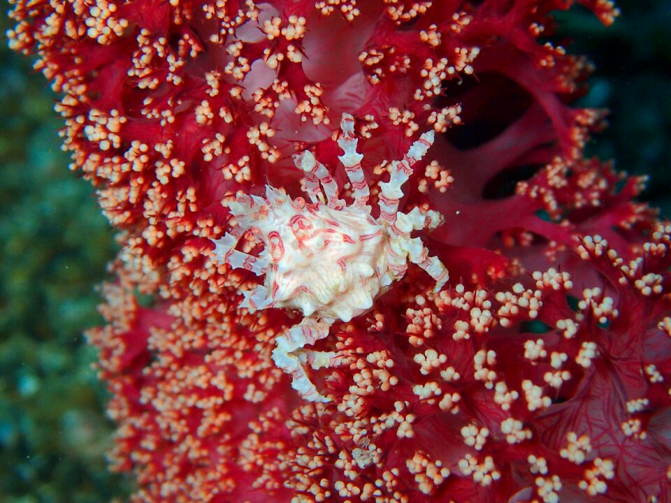 Coral soft coral ocean
