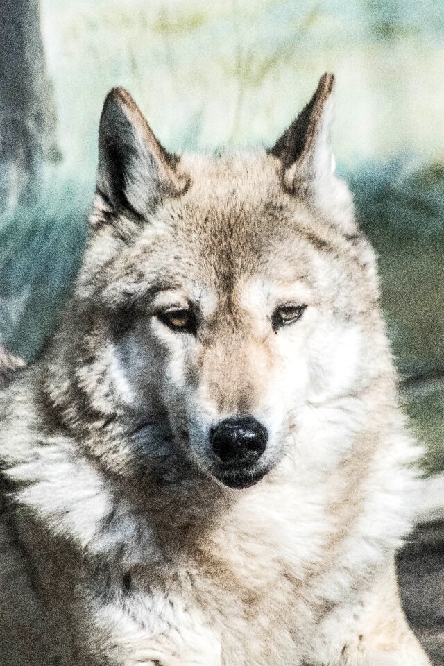 Wolf animal zoo