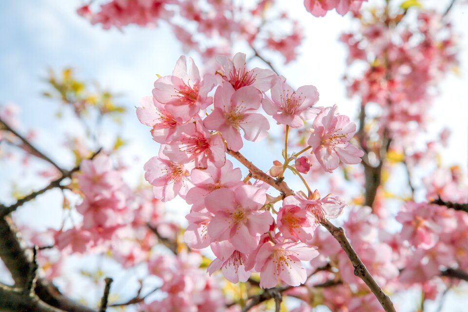 Natural kawazu japan