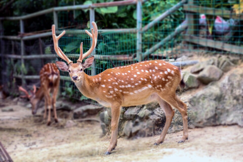 Deer zoo expression