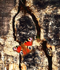 Close up wall crack