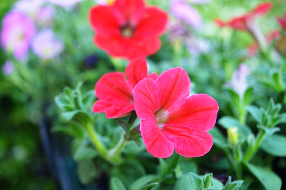 Background nature macro