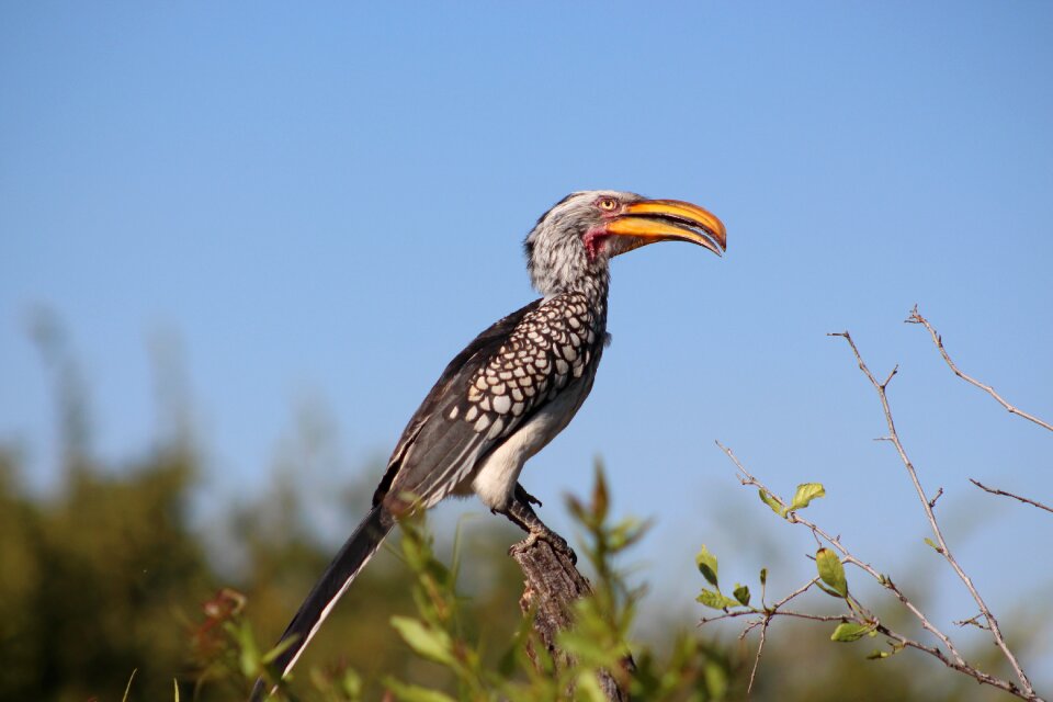 Animal wing beak photo