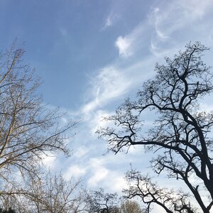 Branch white cloud blue sky photo