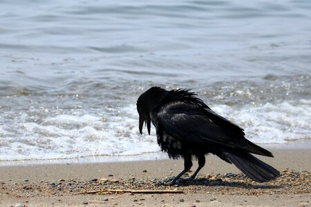 Wave wild birds crow photo