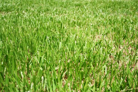 Grassland natural environment