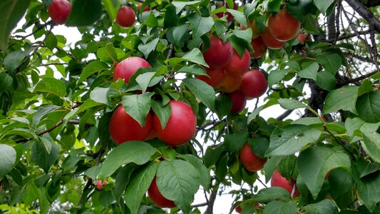 Plums on tree fruit red