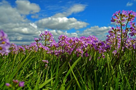 Grassland spring cardamine