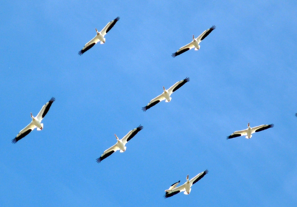 Family flight formation