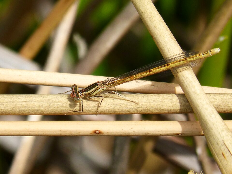 Stems beauty winged insect