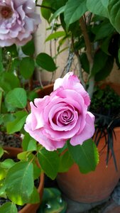 Rosa flower pink flower