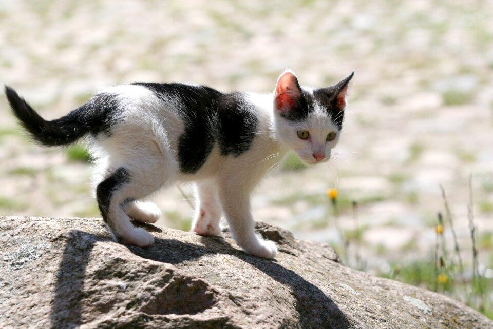 Kitten stone black and white