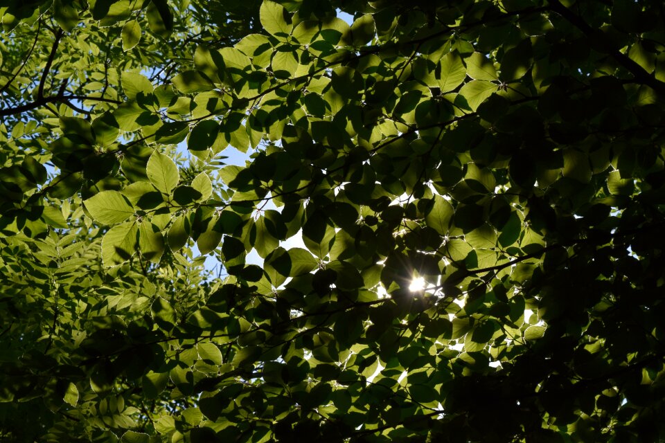 Wood foliage to cover wispy