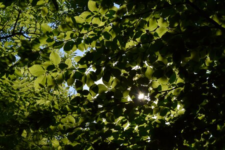 Wood foliage to cover wispy photo