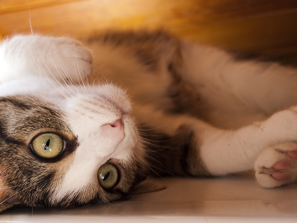 Cat face head young cat