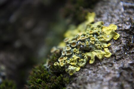 Yellow closeup nature