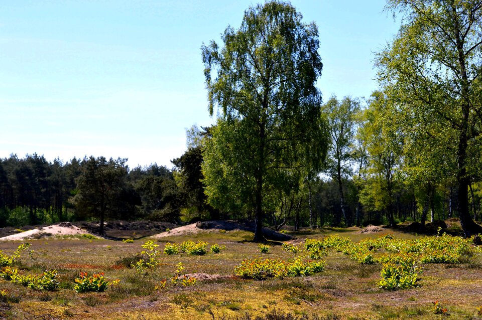 Landscapes forest sky
