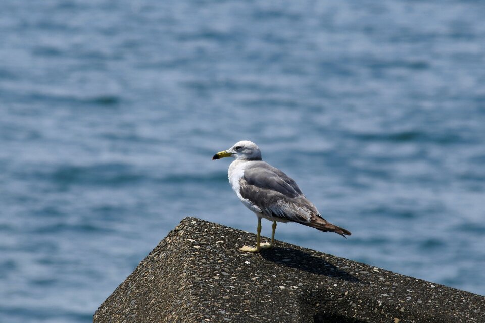 Wave off block seabird sea gull