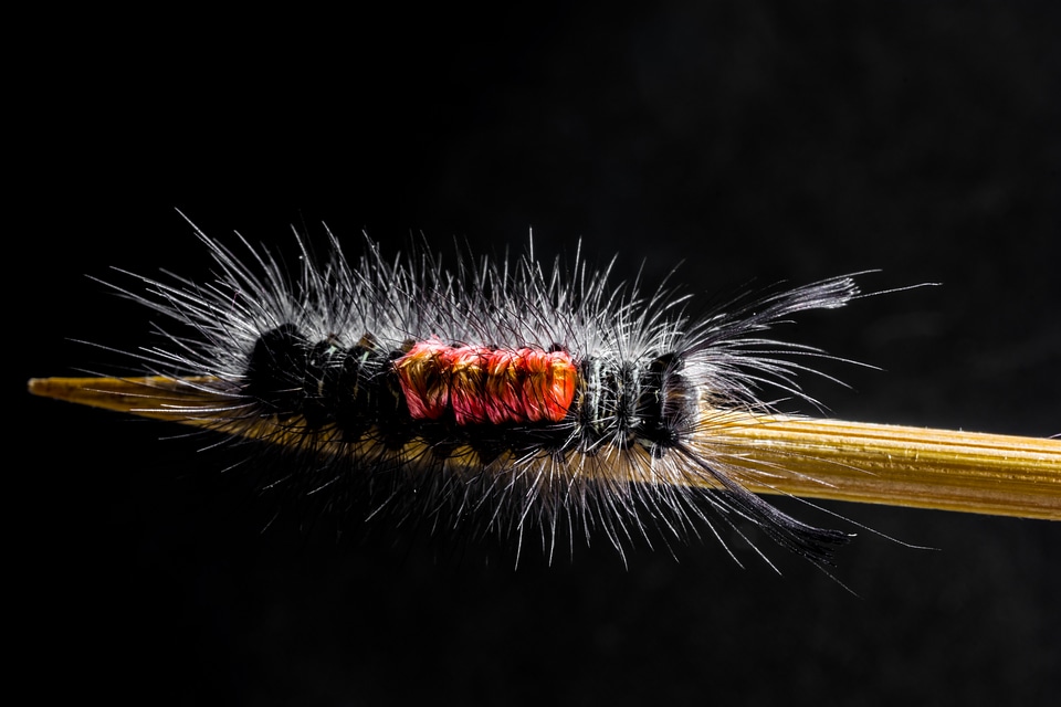 Hairy prickly close up