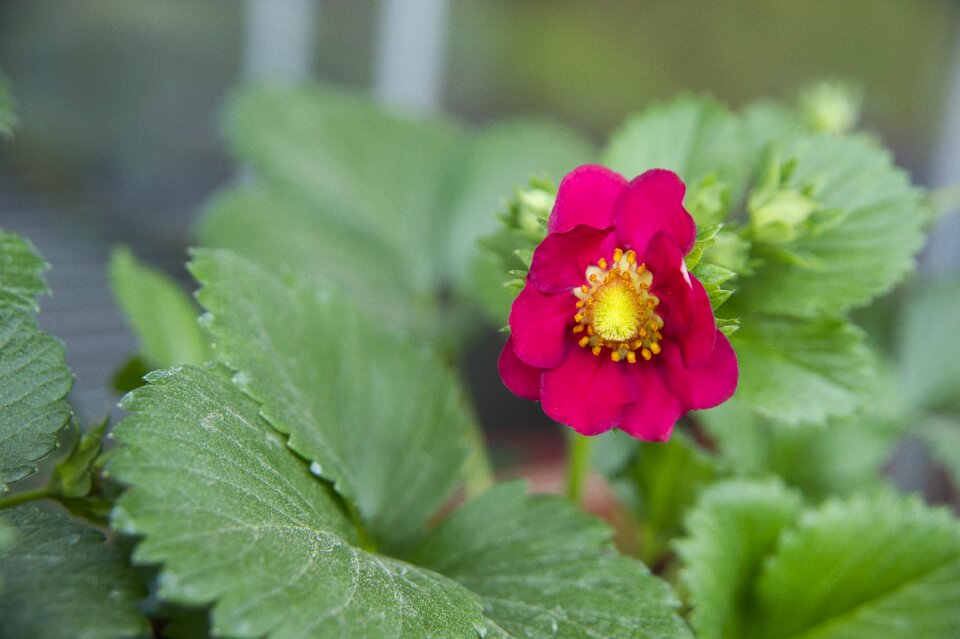 Flower strawberry strawberry hanging lamp strawberry