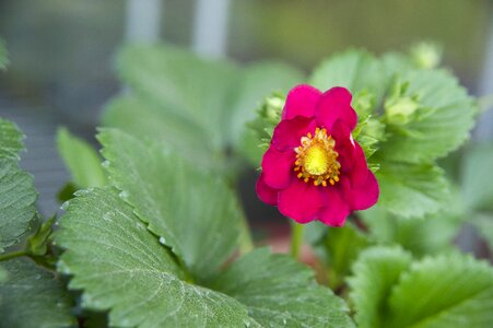 Flower strawberry strawberry hanging lamp strawberry