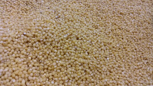 Millet grain cereal photo