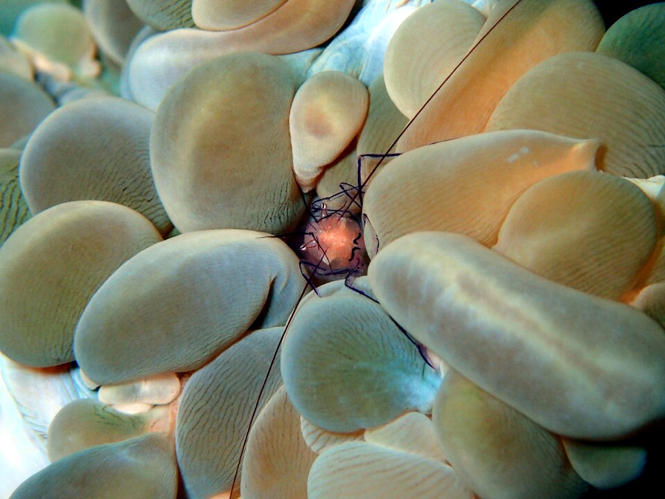 Coral soft coral bubble coral ocean photo