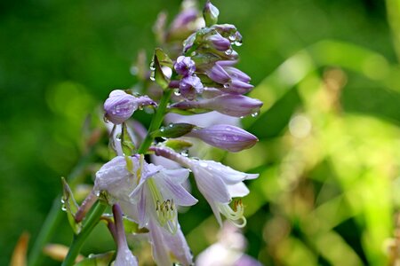 Forest flowers landscape