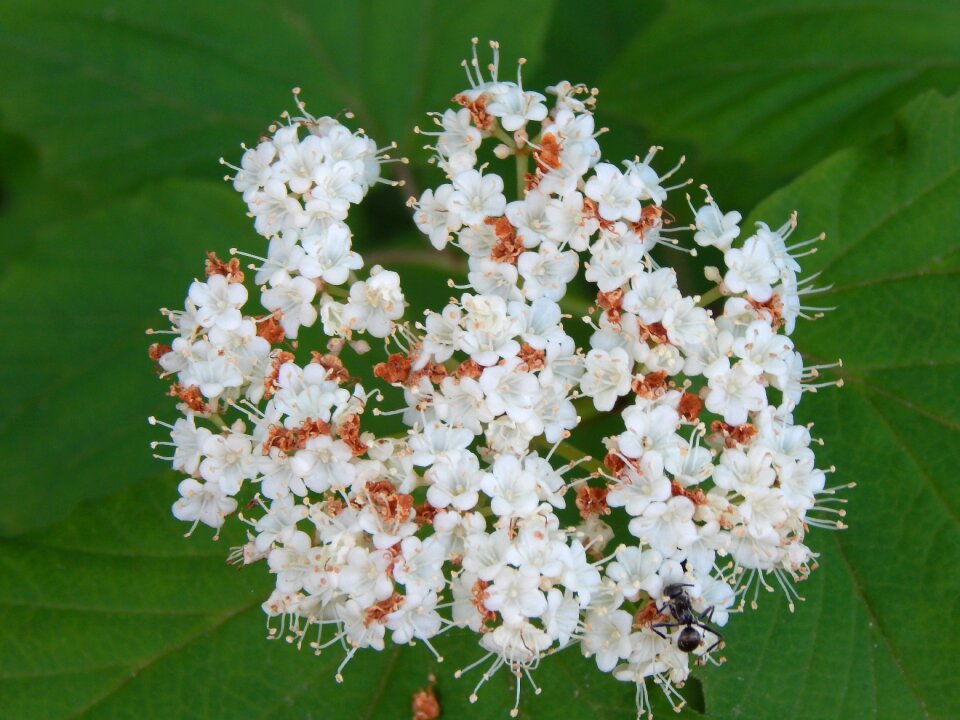 Plant wild nature