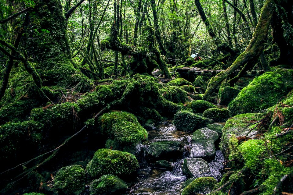Natural heritage mystery forest