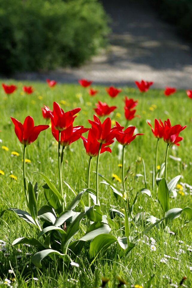 Tulips colorful green