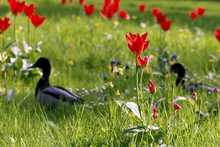 Floral tulips colorful photo