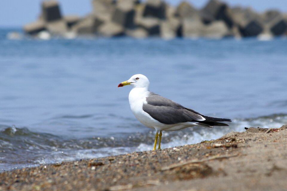 Wave seabird sea gull